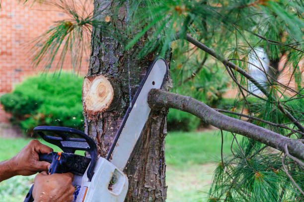 Emergency Storm Tree Removal in Socorro, TX